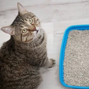 5 Best Tofu Cat Litters, Reviews and Compared