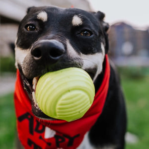 Why do dogs love tennis balls
