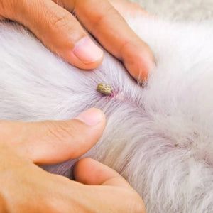 best way to remove tick and fleas